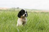 SETTER ANGLAIS 228